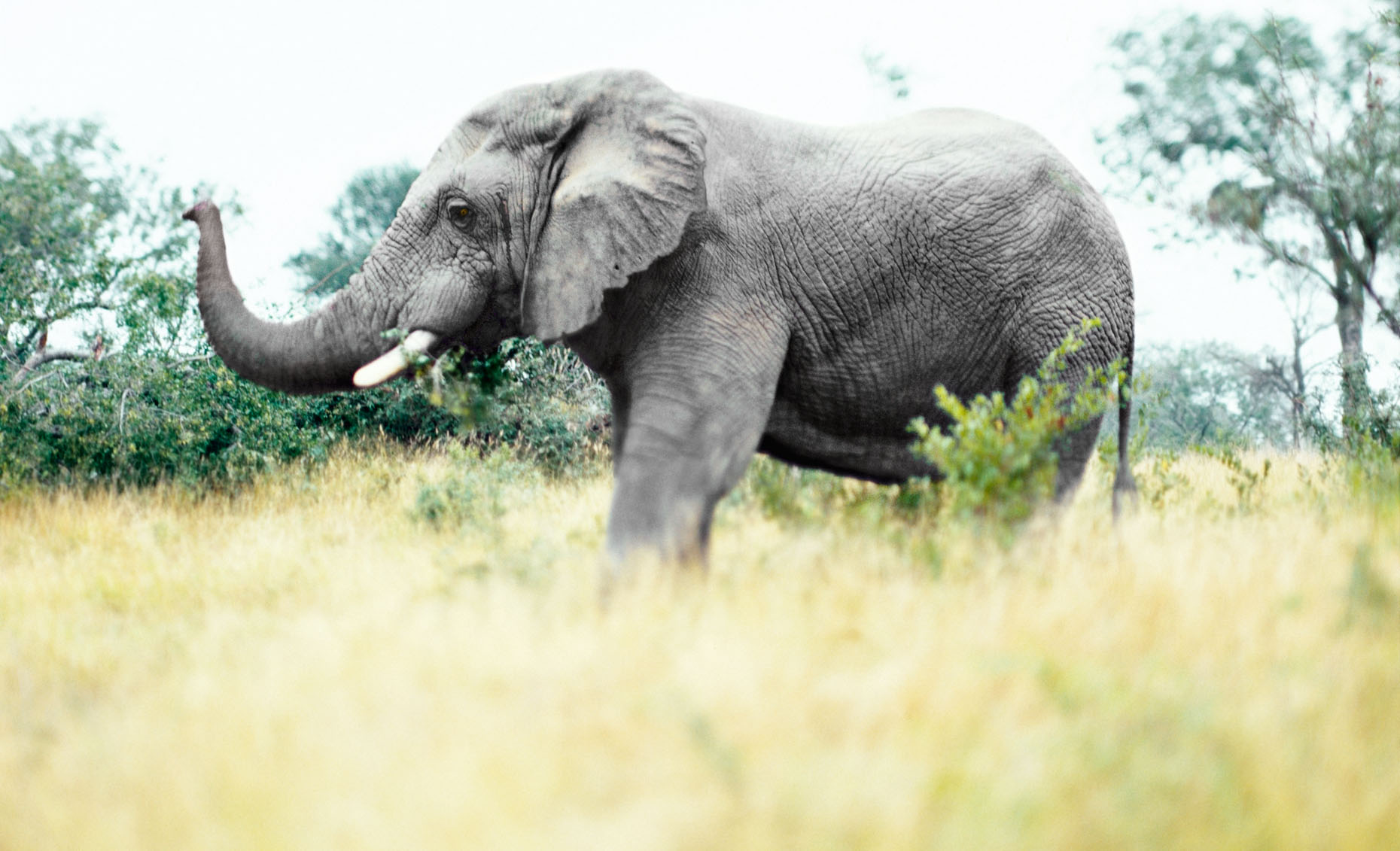  Mature elephant in Londolozi Game Reserve, South Africa